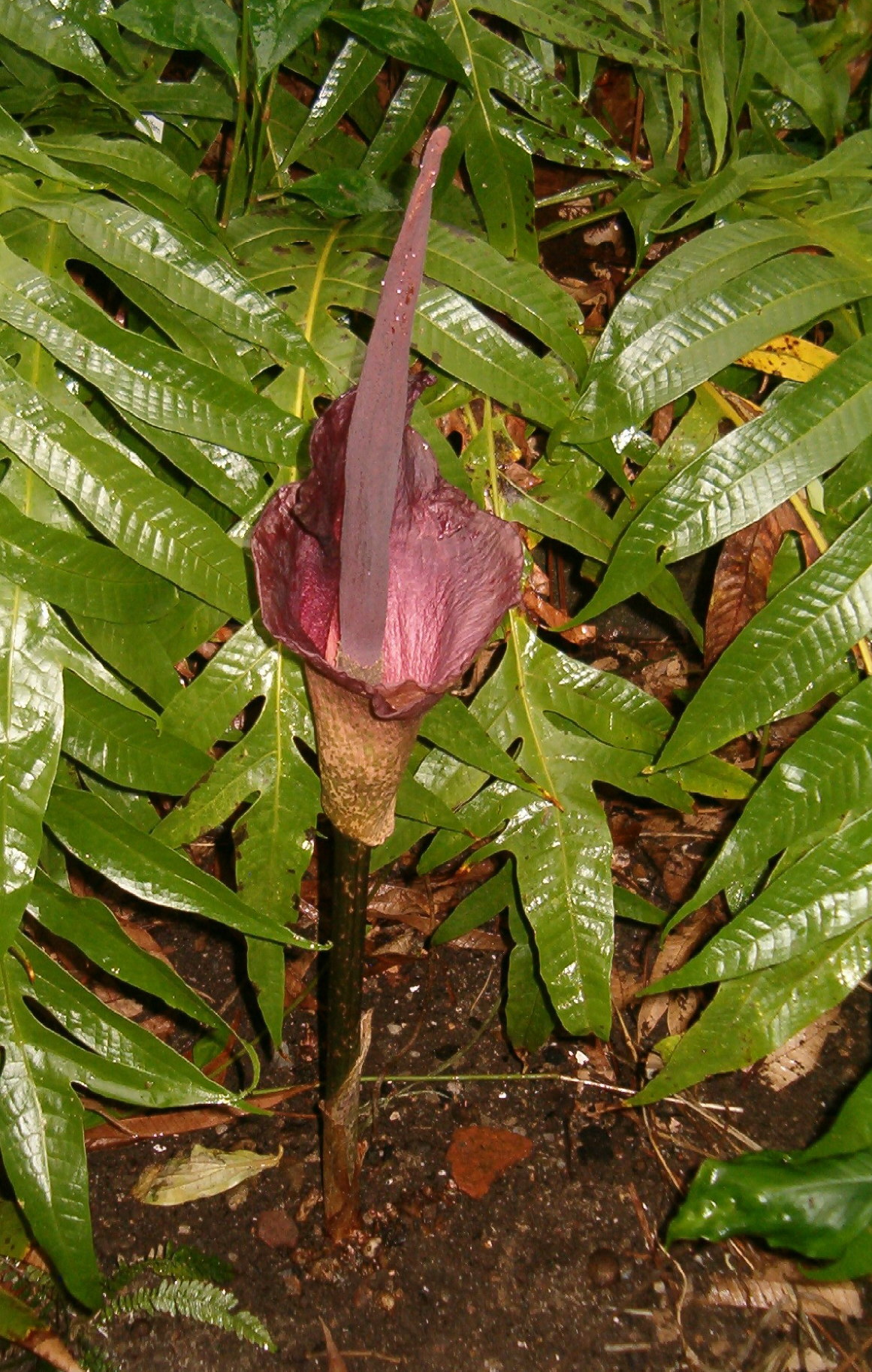 Amorphophallus konjac